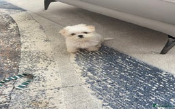 Maltese dogs for sale: Gorgeous Maltese Male Puppy, Ready now 🐾 - Image 1