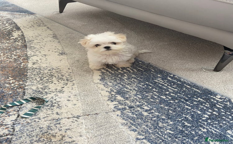 Maltese dogs - Advert 6