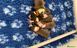 Boston Terrier dogs for sale:  🩷 KC reg gorgeous Boston terrier puppies  💙 - Image 1