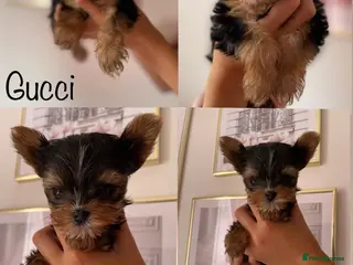 Yorkshire Terrier dogs Beautiful small Yorkshire Terrier Pedigree - Advert 5