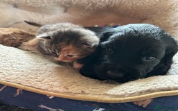 Cocker Spaniel dogs for sale: ONE GORGEOUS WORKING COCKER SPANIEL PUP - Advert 6