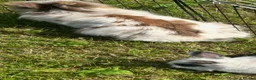 Lionhead rabbits for sale: 2 baby boys  - Advert 6