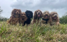 Cockapoo dogs for sale: Cockapoo  - Image 9