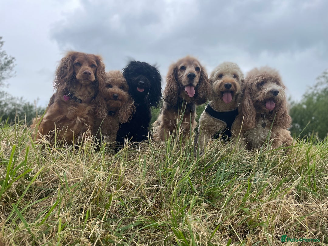 Cockapoo dogs for sale: Cockapoo  - Image 9