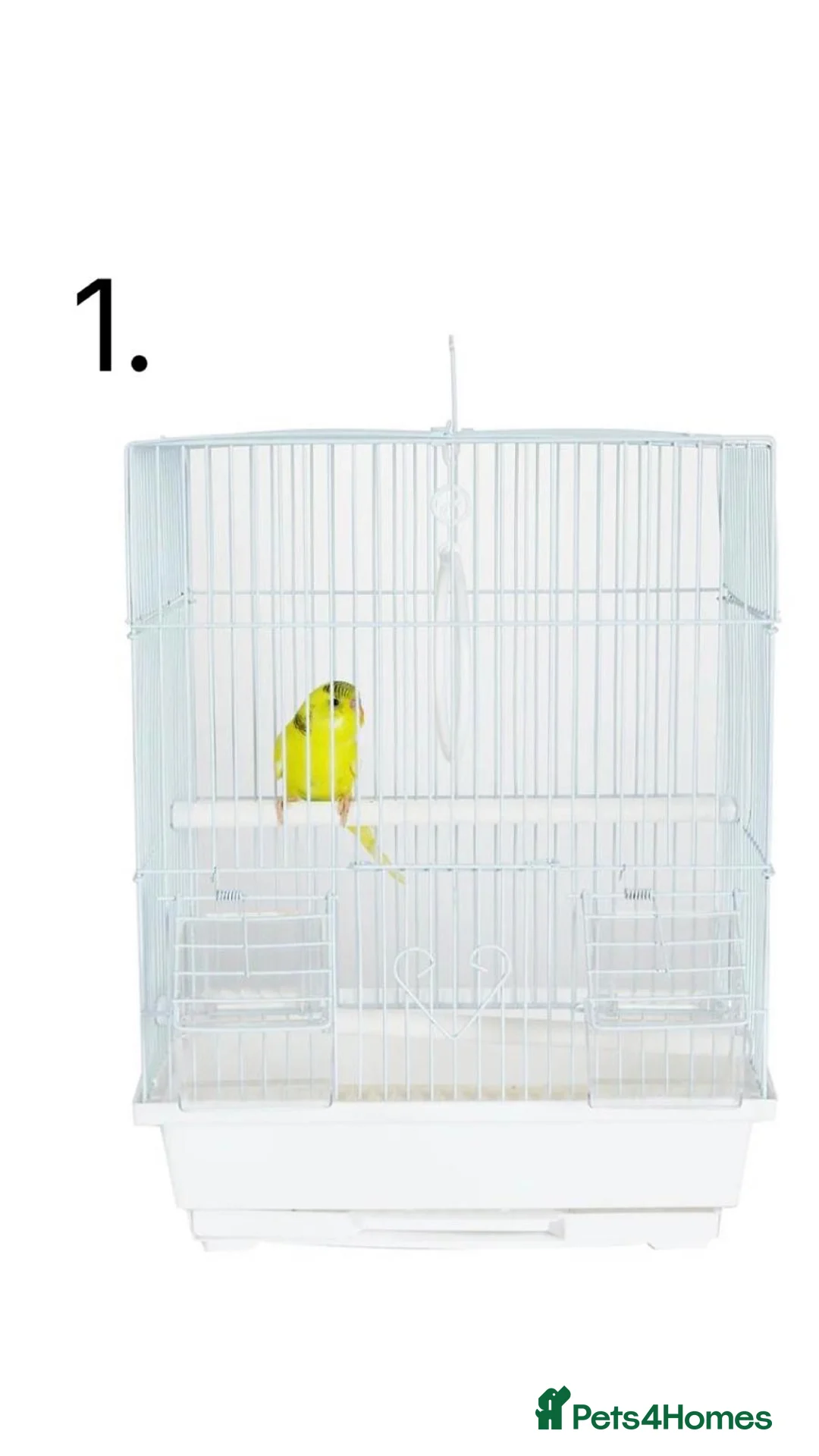 Budgerigars birds for sale: Budgies for sale, all in good health - Advert 23