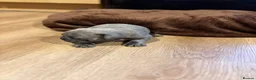 French Bulldog dogs for sale: French bulldogs puppy’s  in Lincoln - Advert 29