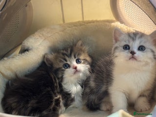 Munchkin cats Full Pedigree Munchkin Kittens - Advert 1