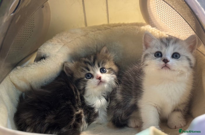 Munchkin cats Full Pedigree Munchkin Kittens - Advert 1