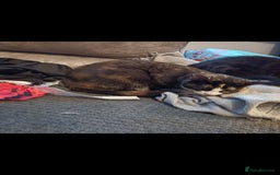 Mixed Breed cats for sale: 2 beautiful female cats - Image 2