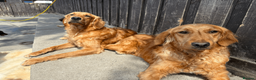 Golden Retriever dogs for sale: Working Golden Retrievers for sale - Advert 4