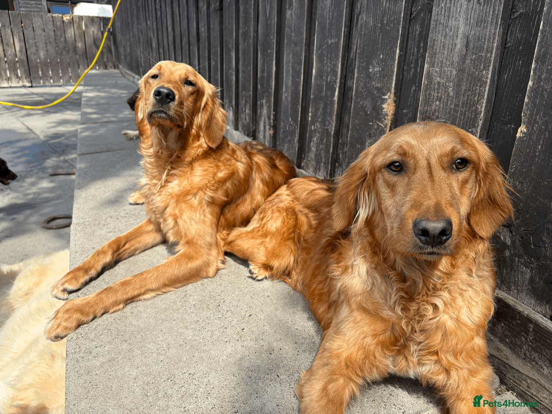 Golden Retriever dogs for sale: Working Golden Retrievers for sale - Advert 4