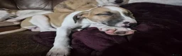 Lurcher dogs for sale: Beautiful Lurcher Litter - Advert 2