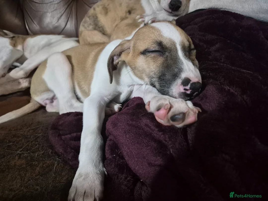 Lurcher dogs for sale: Beautiful Lurcher Litter - Advert 2
