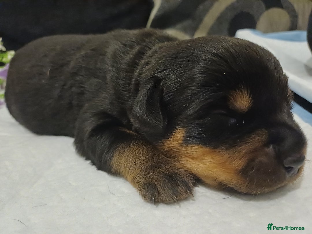 Rottweiler dogs for sale: Purebred Rottweiler Puppies Family Raised! 🐾 - Image 8