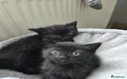 Mixed Breed cats for sale: Pure british shorthair mixed kittens for sale  - Image 3
