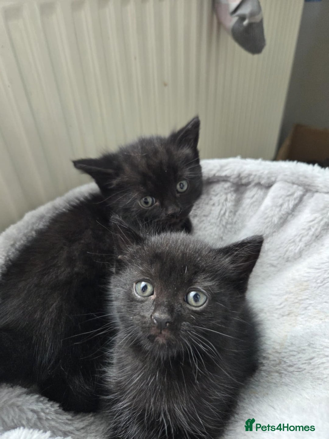 Mixed Breed cats for sale: Pure british shorthair mixed kittens for sale  - Image 3