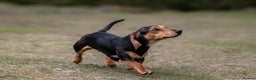 Miniature Dachshund dogs for sale: Puppies due 2nd Jan 2026 - Advert 2