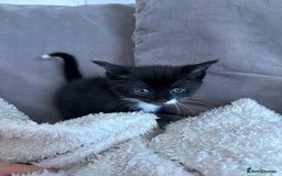 British Shorthair cats for sale: Two litters. 3 tabbies 4 fluffy black and white - Image 4