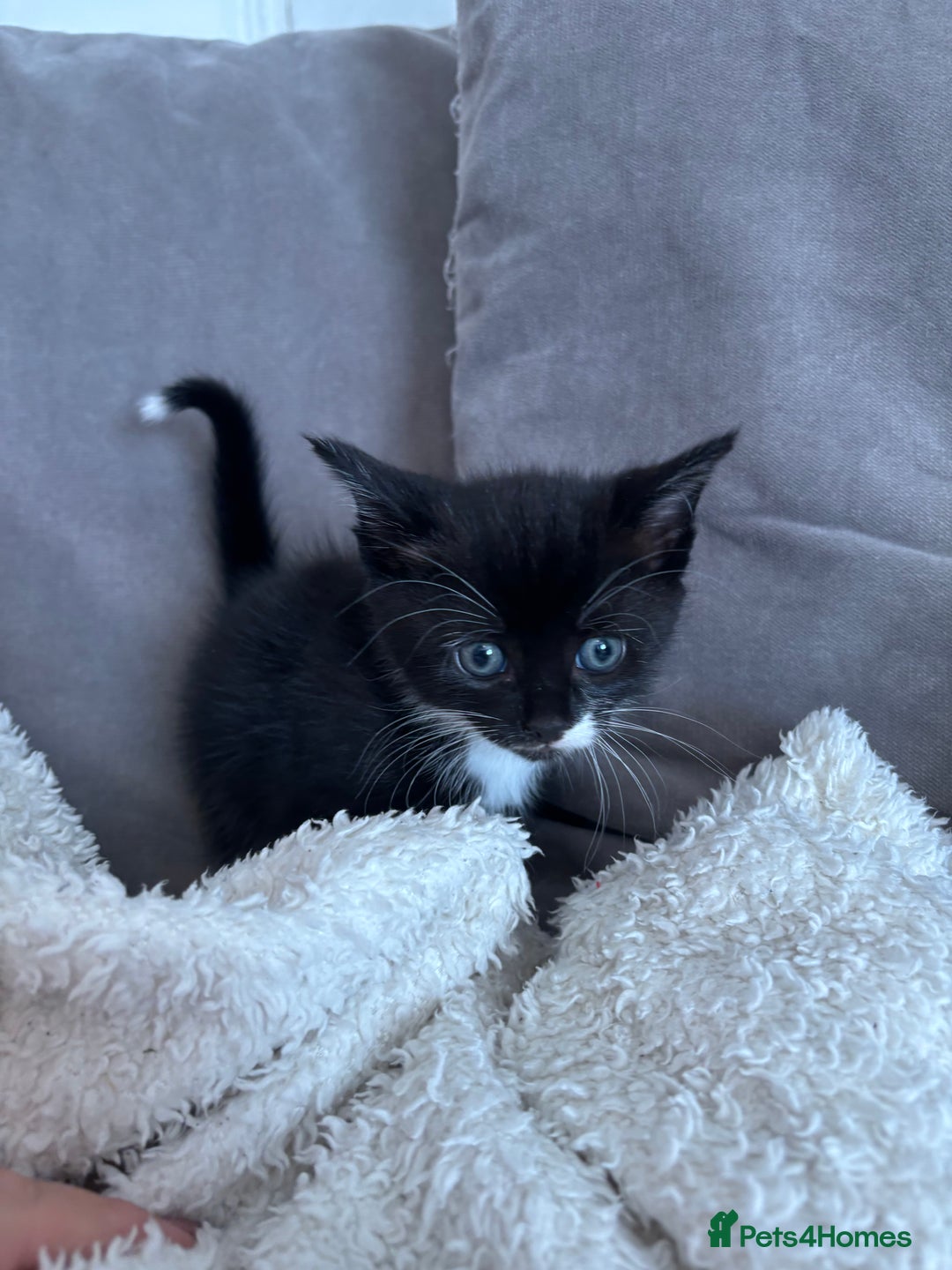 British Shorthair cats for sale: Two litters. 3 tabbies 4 fluffy black and white - Image 4