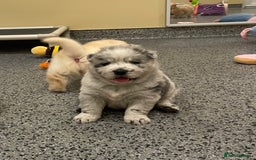 Mixed Breed dogs for sale: Genuine Chowski puppies  - Image 3