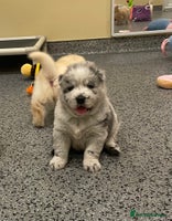 Mixed Breed dogs - Advert 6