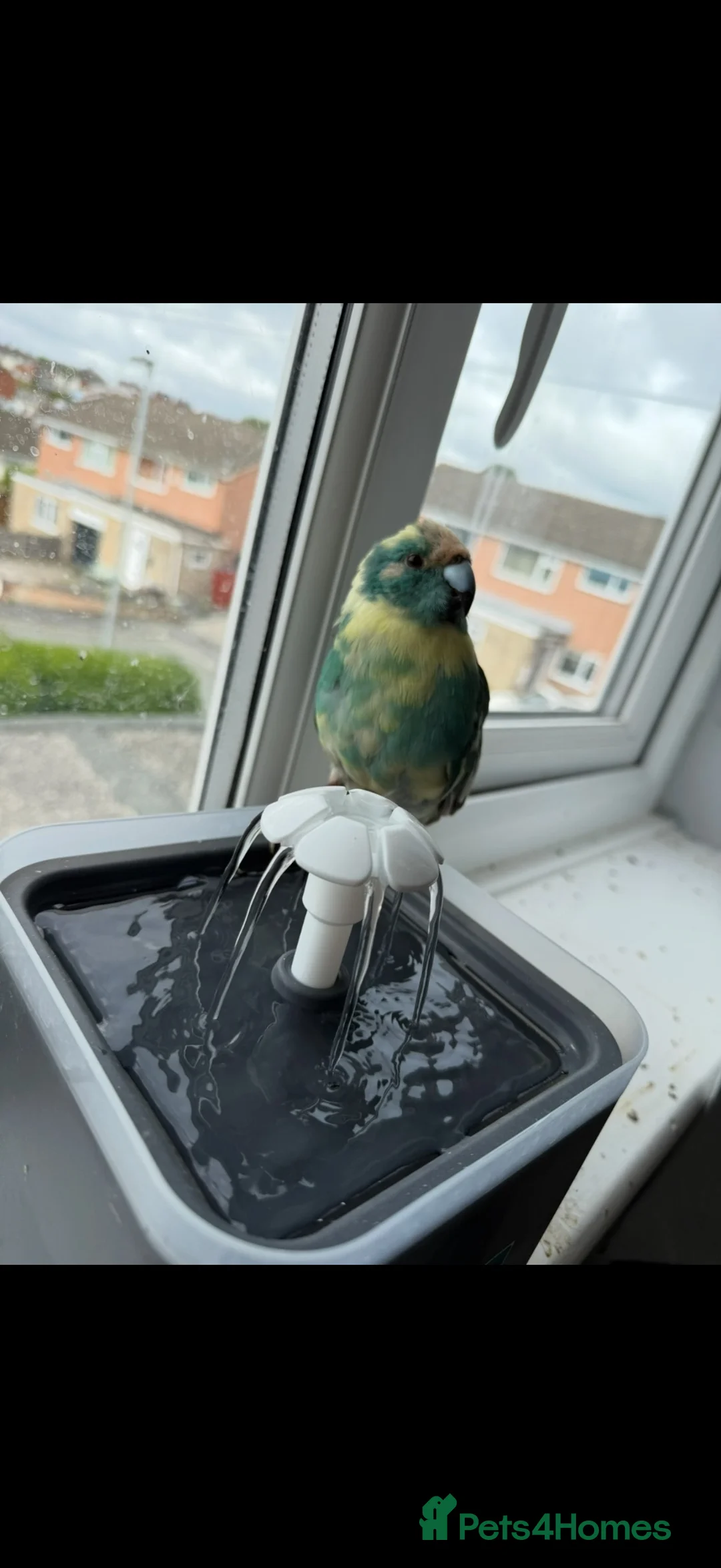 Parakeets birds for sale: Kakariki Bonded Pair (Colour Mutations) - Advert 7