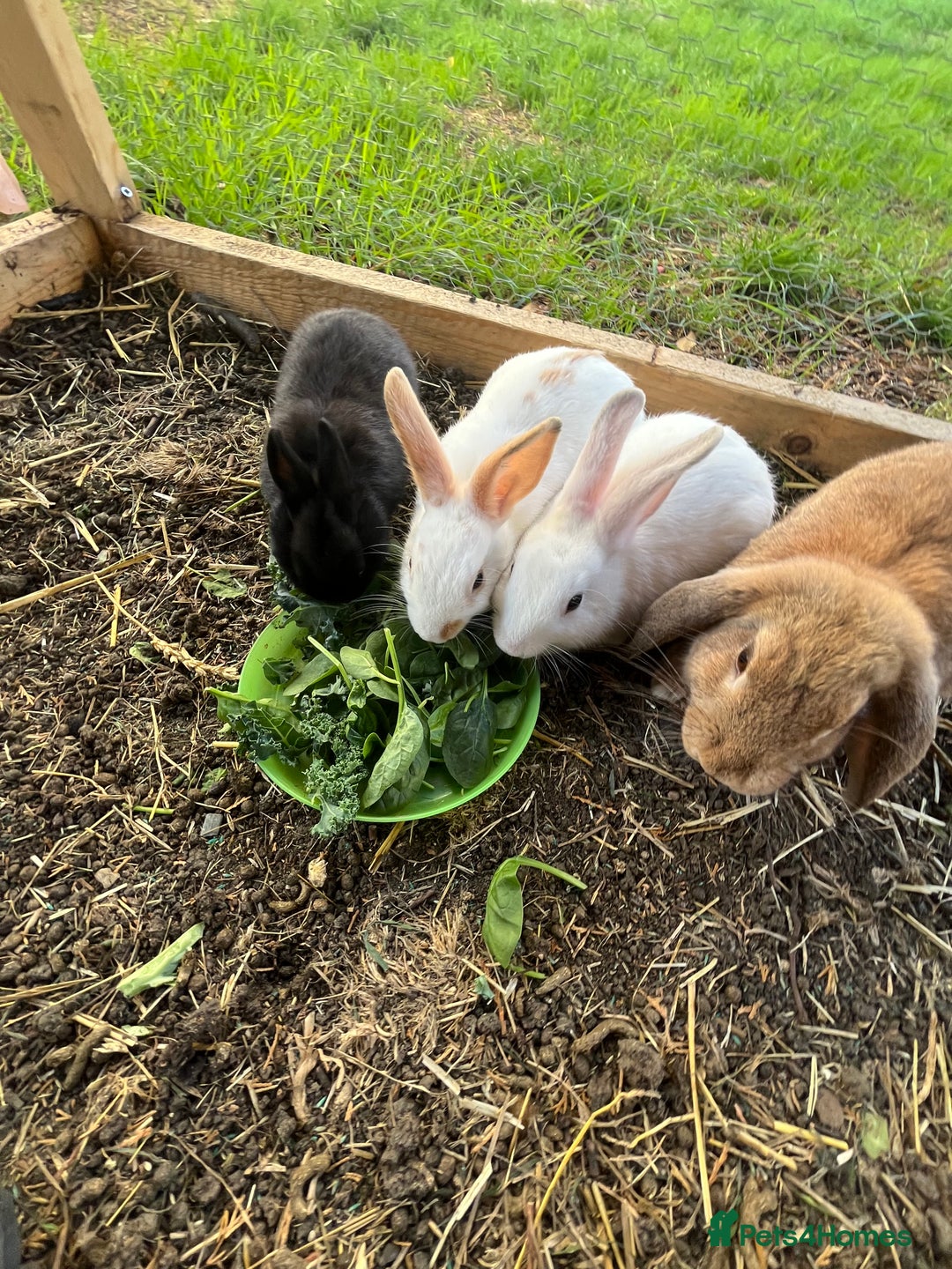 Mixed Breed rabbits for sale: Rabbits  - Advert 4