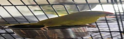 Parakeets birds for sale: parakeet parrot  in Wakefield - Advert 2
