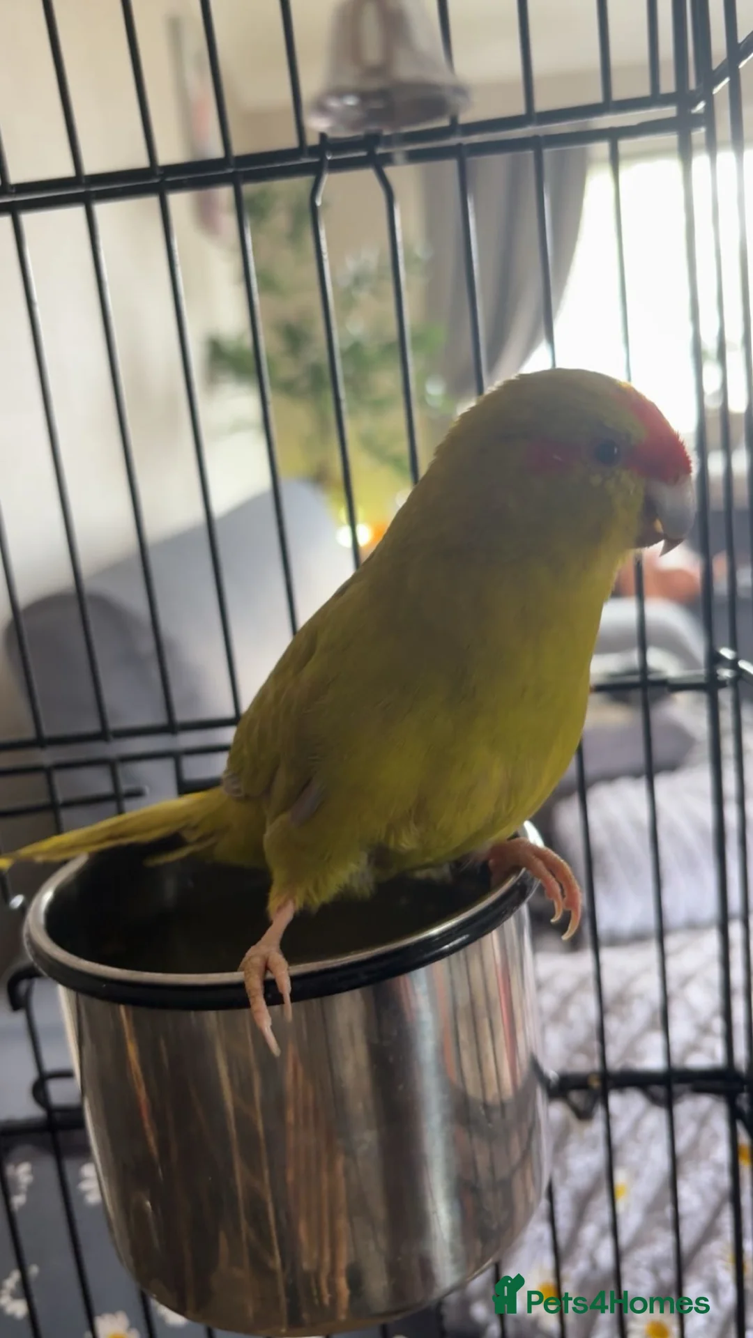 Parakeets birds for sale: parakeet parrot  in Wakefield - Advert 2