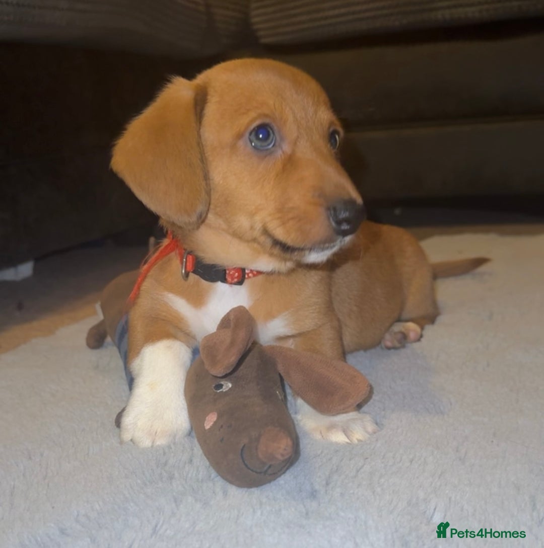 Mixed Breed dogs for sale: 💛Dorgi Puppies🤎 - Advert 21