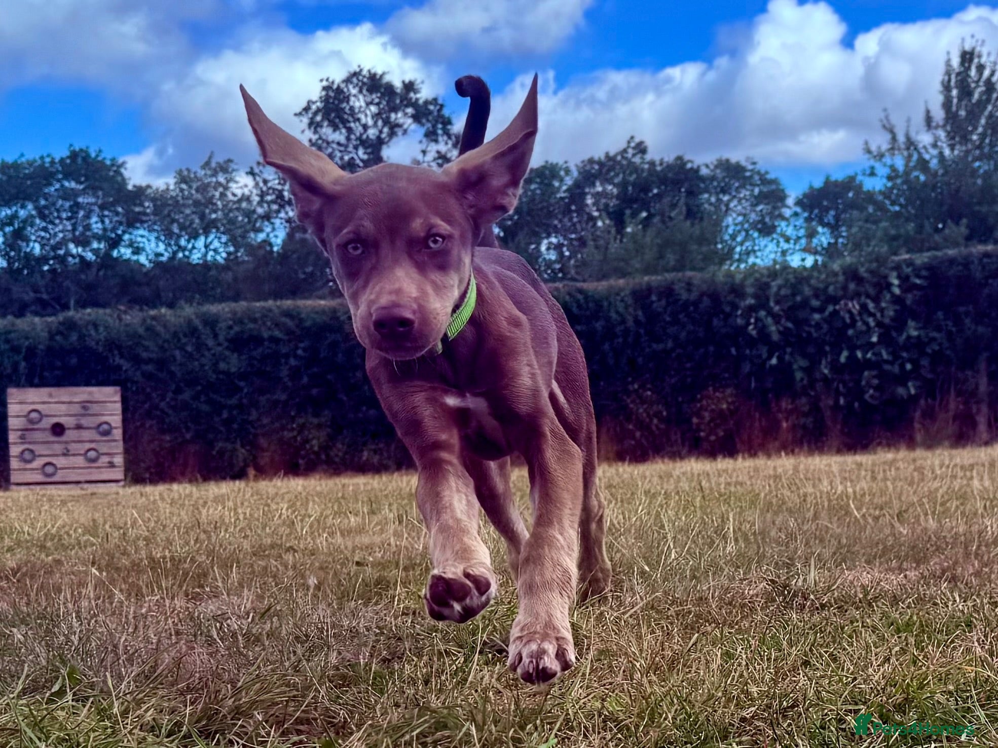 Mixed Breed dogs Stunning Shepsky x Weim Boys & Girl WAITING2GO - Advert 2