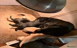 Labrador Retriever dogs for sale: Labrador Puppies For Sale  - Image 8
