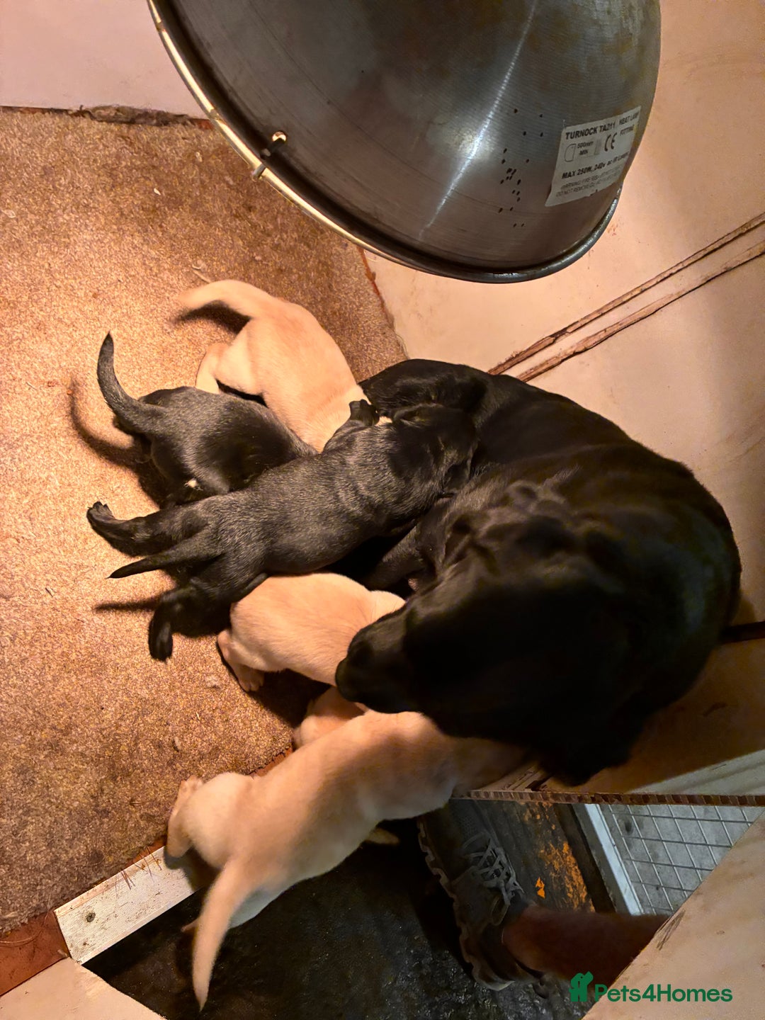 Labrador Retriever dogs for sale: Labrador Puppies For Sale  - Image 8