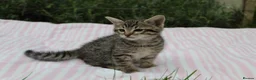 Savannah cats for sale: Highly Spotted F7 Savannah kittens - Advert 1