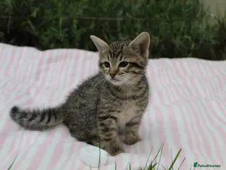 Savannah cats for sale: Highly Spotted F7 Savannah kittens - Advert 1