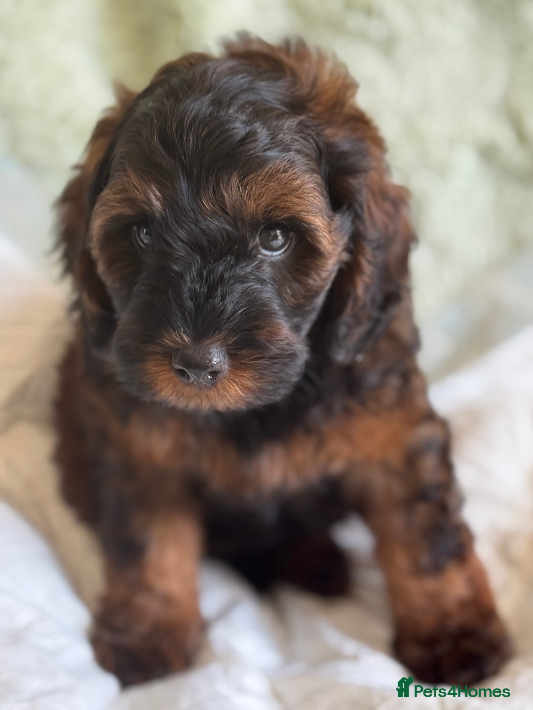 Cockapoo dogs for sale: Gorgeous Cockerpoo F1b - Image 7