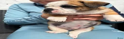 Mixed Breed dogs for sale: Narlas babies  - Advert 6