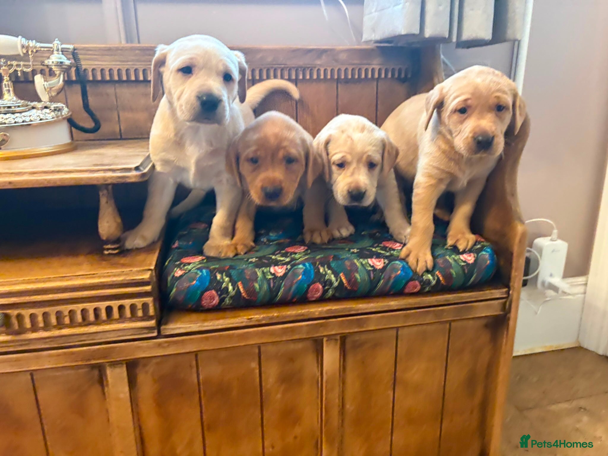 Labrador Retriever dogs for sale: Kc Labrador puppies - Advert 5