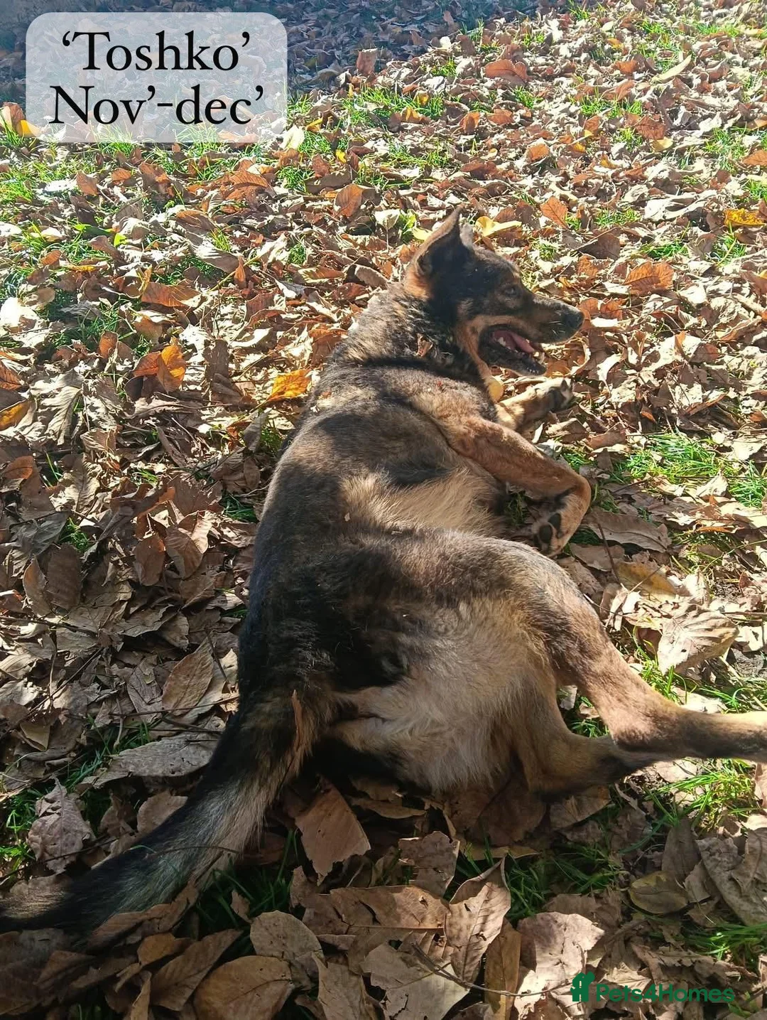Mixed Breed dogs for adoption: Toshko, approx 10 yrs. Available for adoption. - Advert 28
