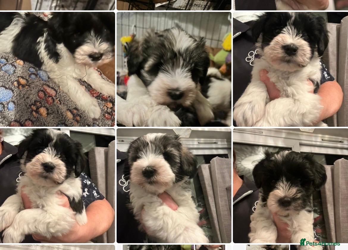 Miniature Schnauzer dogs OMG ❤️PARTI MINIATURE SCHNAUZER  - Advert 1