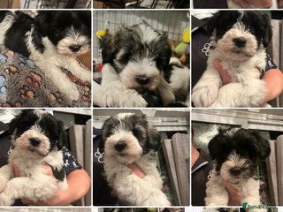 Miniature Schnauzer dogs OMG ❤️PARTI MINIATURE SCHNAUZER - Advert 5