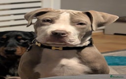Mixed Breed dogs for sale: Chance  - Image 1