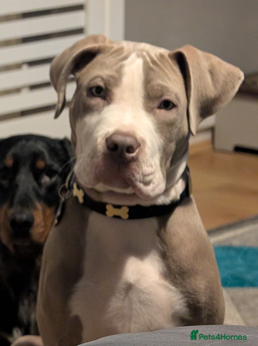 Mixed Breed dogs for sale: Chance  - Image 1