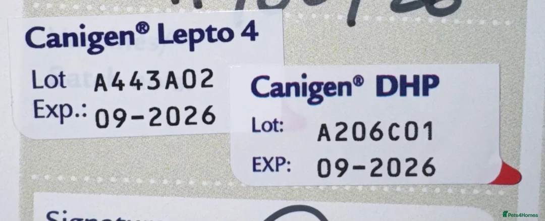 Dobermann dogs for sale: 10 Week Doberman Puppy Microchipped & Vaccinated - Advert 4