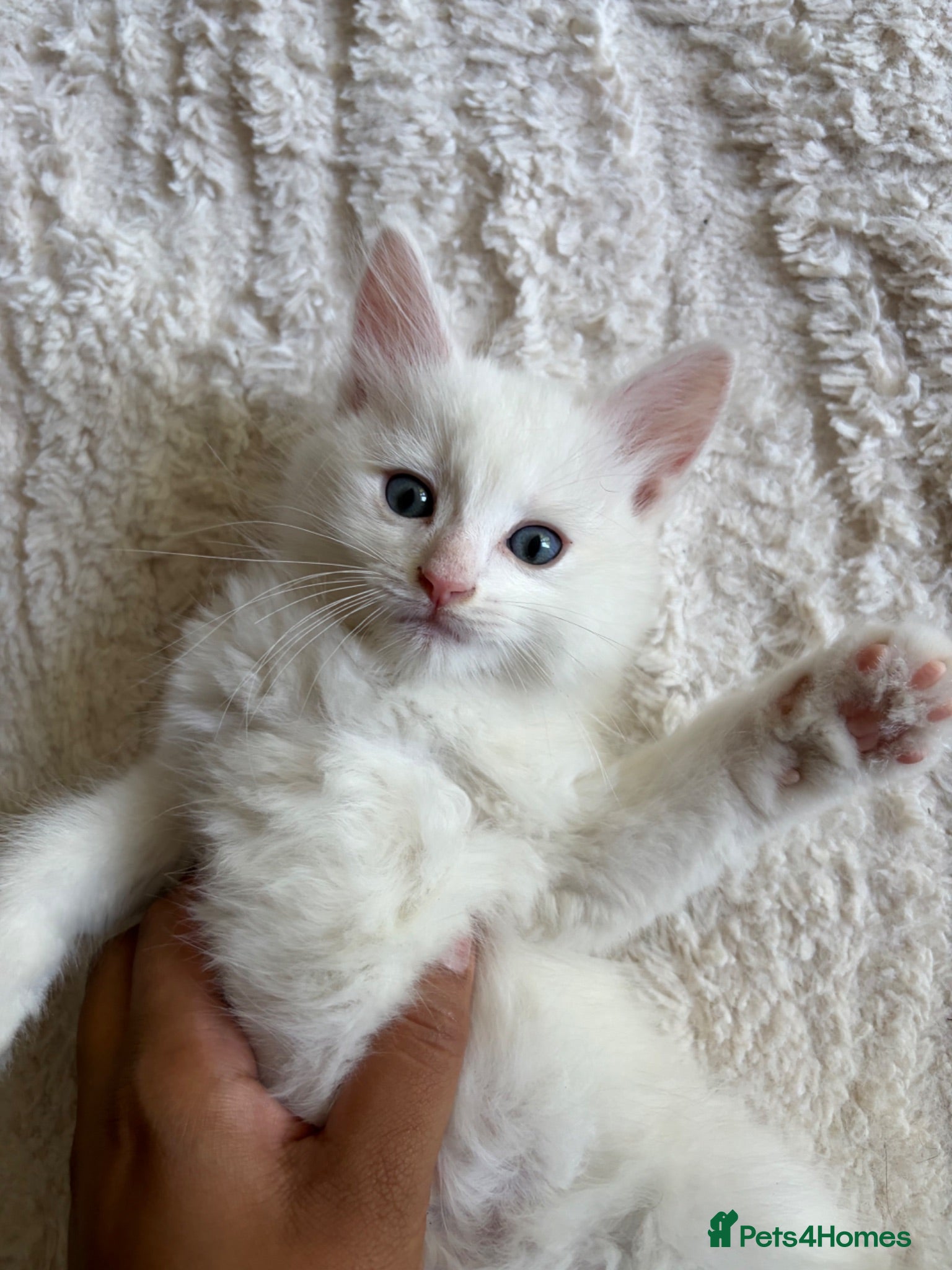 Mixed Breed cats Beautiful Mixed Ragdoll Tabby boy - Advert 5