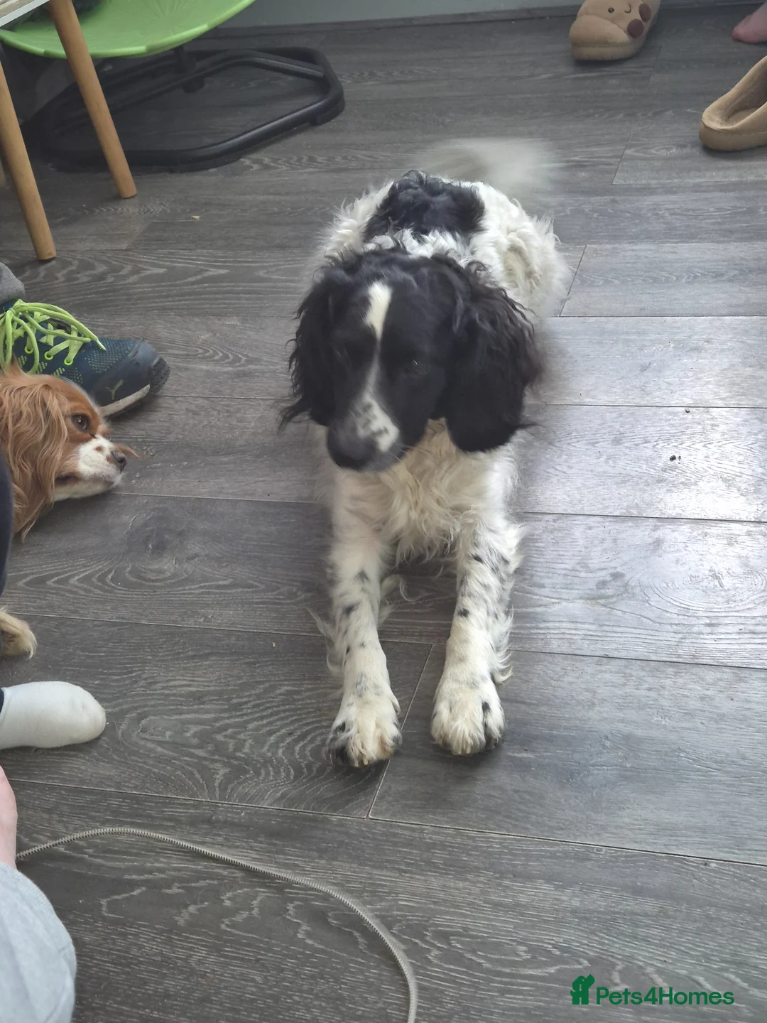 Cockapoo dogs for sale: Cocker spaniel x cockerpoo  - Advert 2