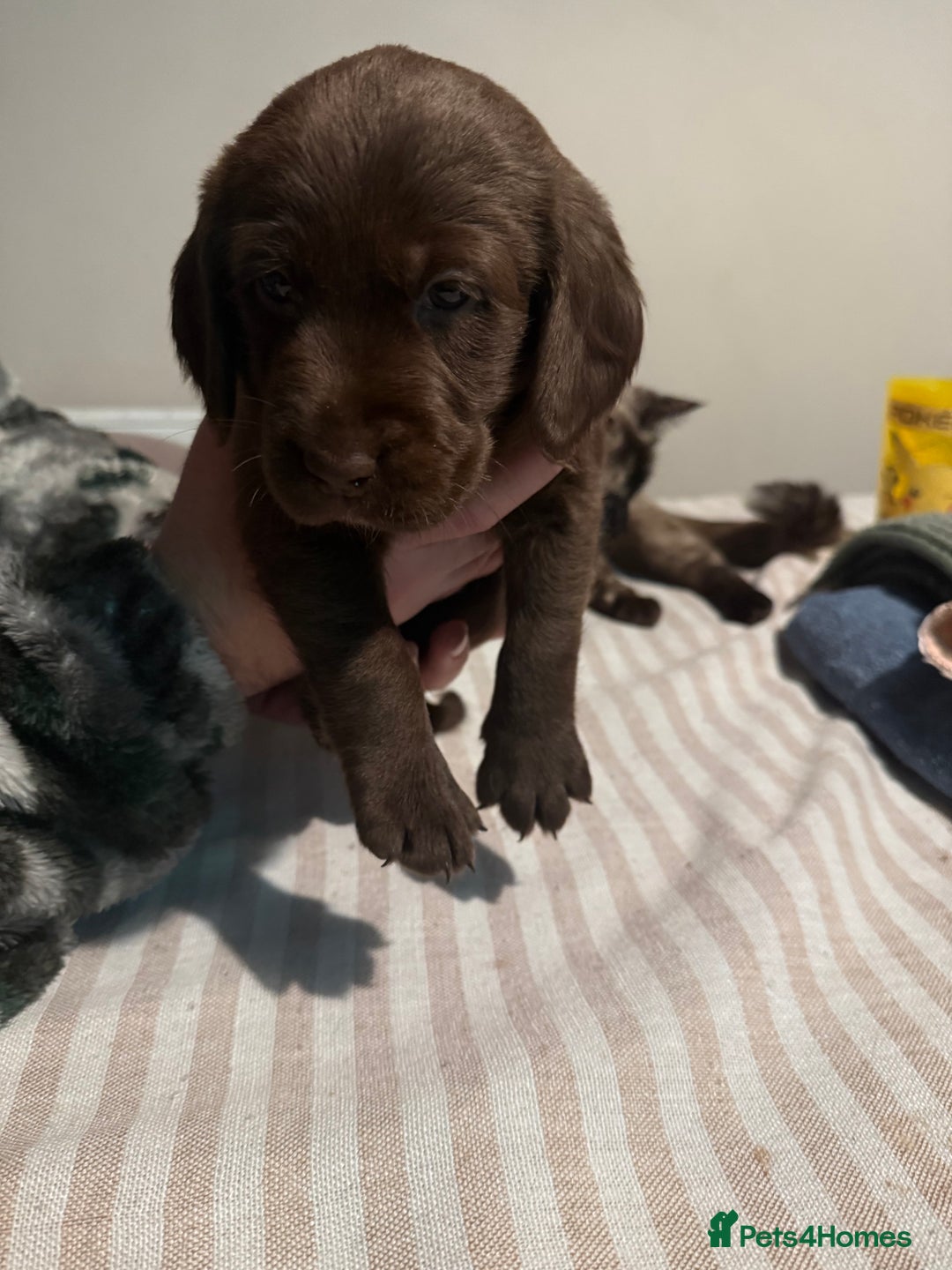Cockerdor dogs for sale: F1 Cockerador Puppies  - Advert 16
