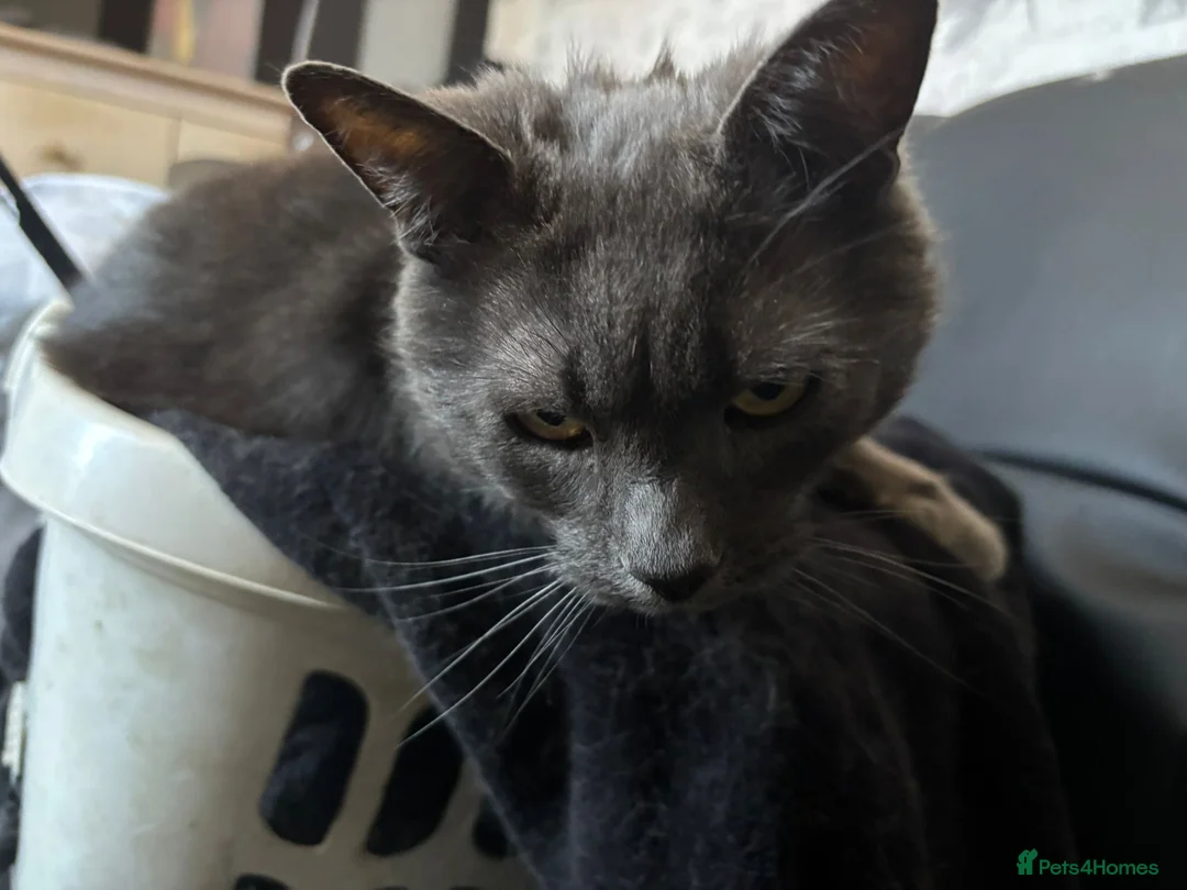 Mixed Breed cats for sale: Heartbreaking rehoming spud - Advert 4