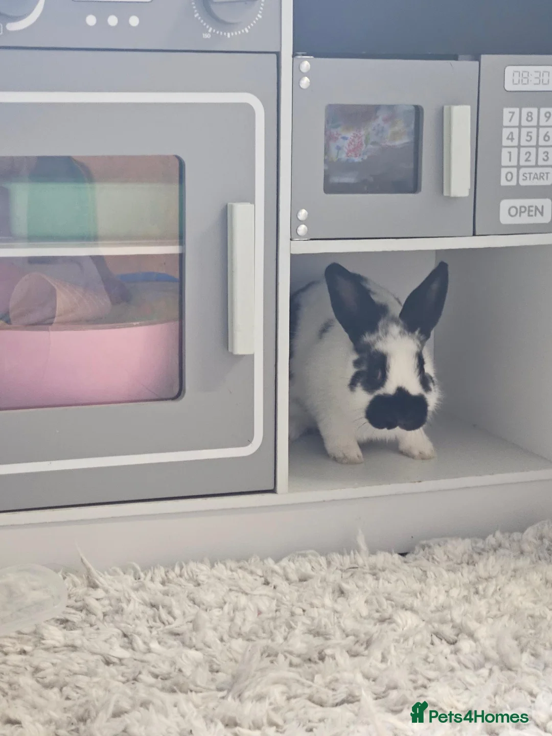 Giant Papillon rabbits for sale: Oreo 11-12 week old Papillon rabbit in Swadlincote - Advert 2