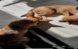 Chihuahua dogs for sale: 2 male puppies Ready to go  - Image 17